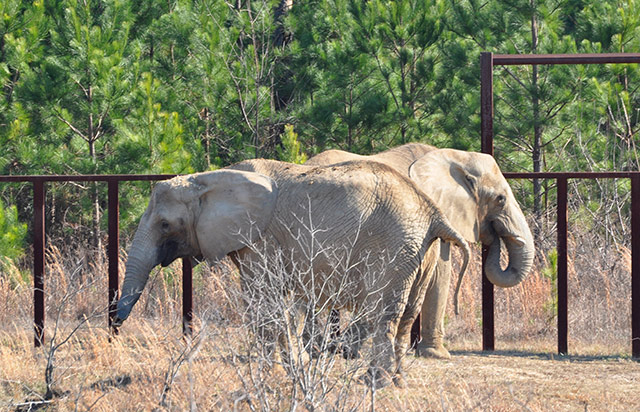 Rosie (L) and Sukari