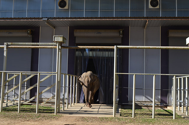 Sissy exits Asia Barn