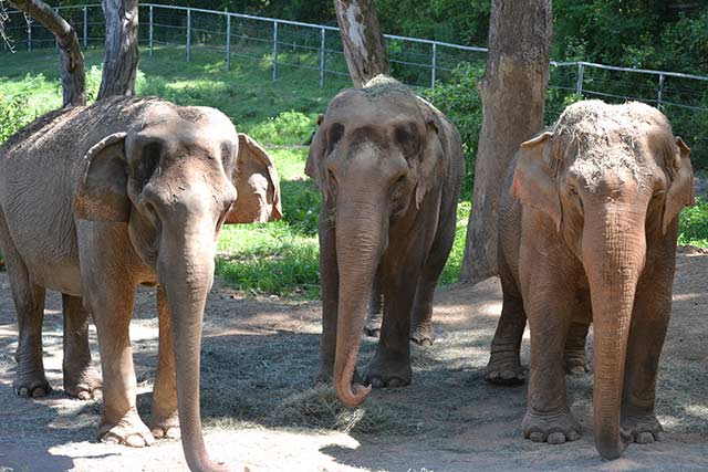 Billie, Frieda, and Liz