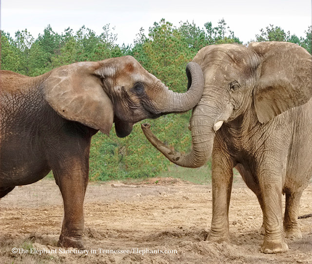 Rosie (L) and Sukari