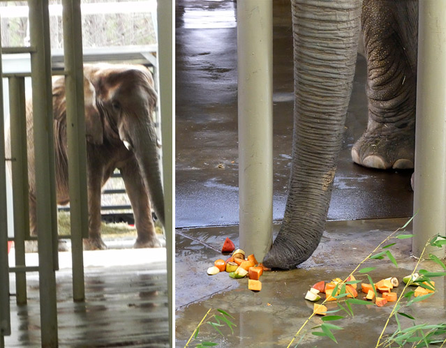 Sukari entered the barn and treats were waiting!