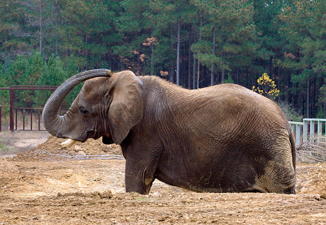 Sukari exploring Sanctuary