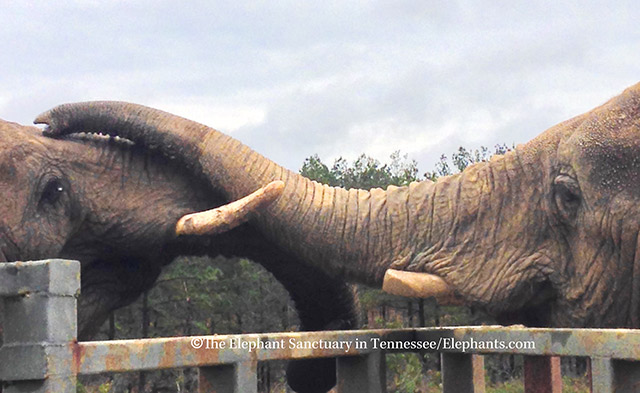 Tange (L) meets Sukari