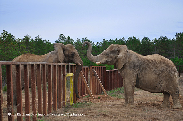 Flora (L) and Sukari