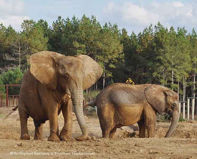 Sukari (L) and Rosie