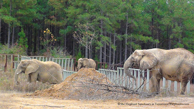 L-R: Sukari, Hadari, Rosie