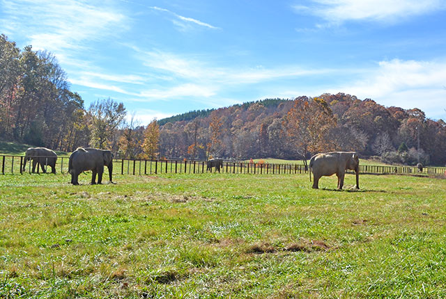 Debbie, Frieda, Ronnie, Liz, and Minnie - all together now.