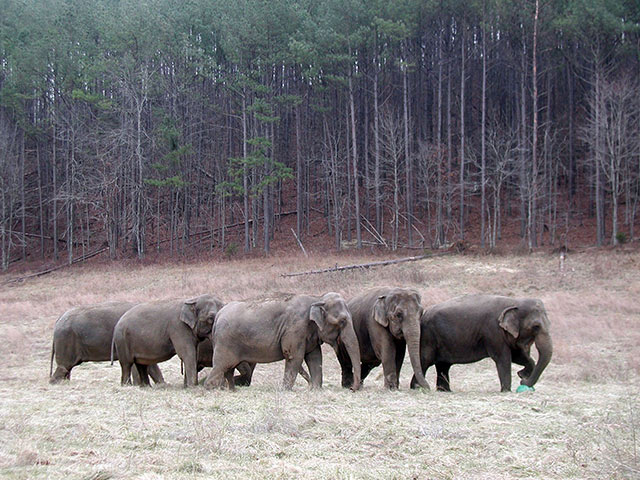 The Hawthorn Elephants in 2006