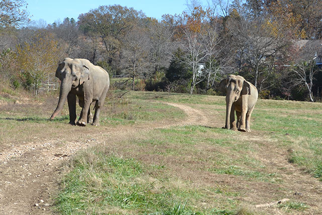 Frieda and Liz walk up the footpath toward their expanded habitat.