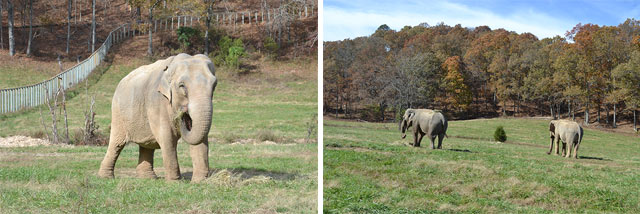 Left: Billie; Right: Frieda & Liz