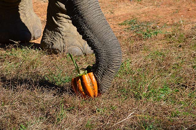 Flora's trunk