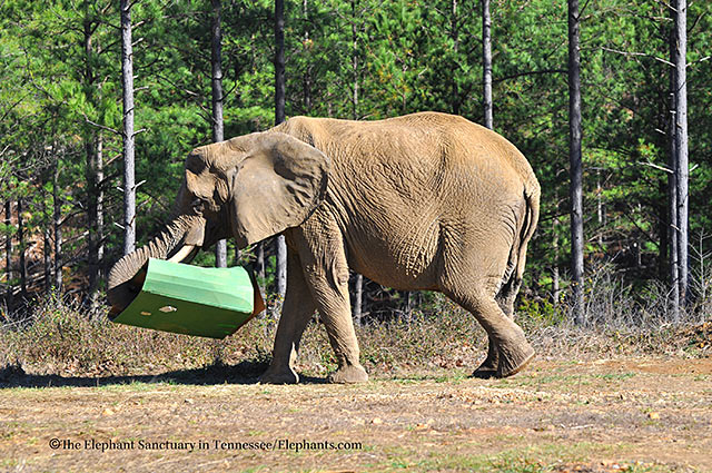 Tange grabs Flora's present.