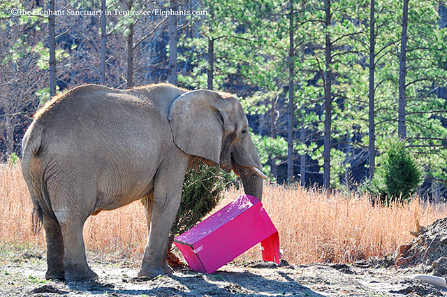 Hadari plays with her present.