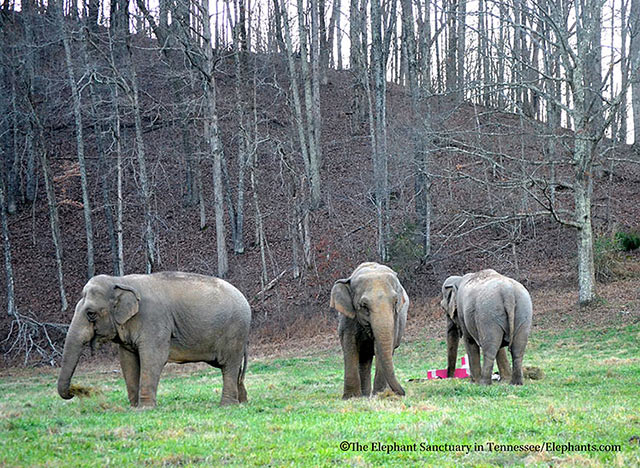 L-R: Minnie, Debbie, Ronnie.