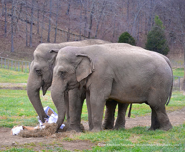 L-R: Minnie, Ronnie.