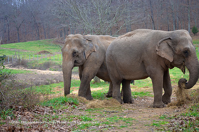 L-R: Billie, Ronnie.