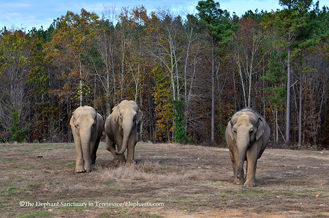 Misty, Shirley, and Tarra received enrichment treats.