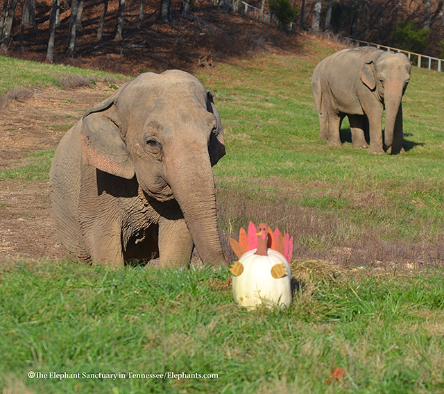 Debbie and Minnie