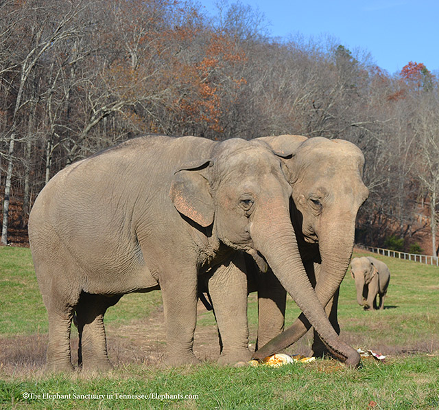 L-R: Minnie, Debbie, Ronnie