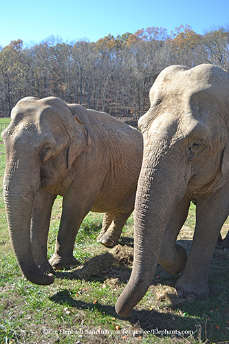 (L-R) Billie and Ronnie.