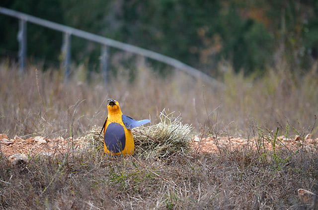 A squash becomes a penguin!