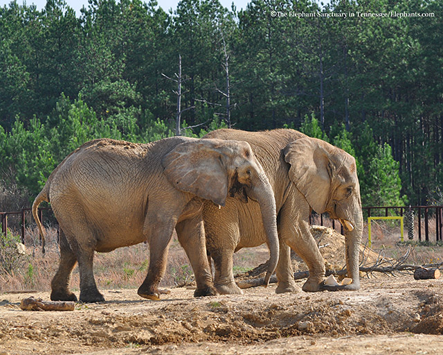 Rosie (L) and Sukari