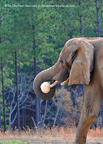 Hadari enjoys a pumpkin.