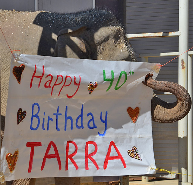 Tarra's Birthday Banner