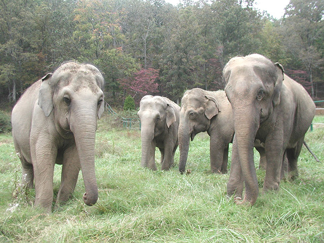 Tarra, Delhi, Winkie, Sissy, 2004