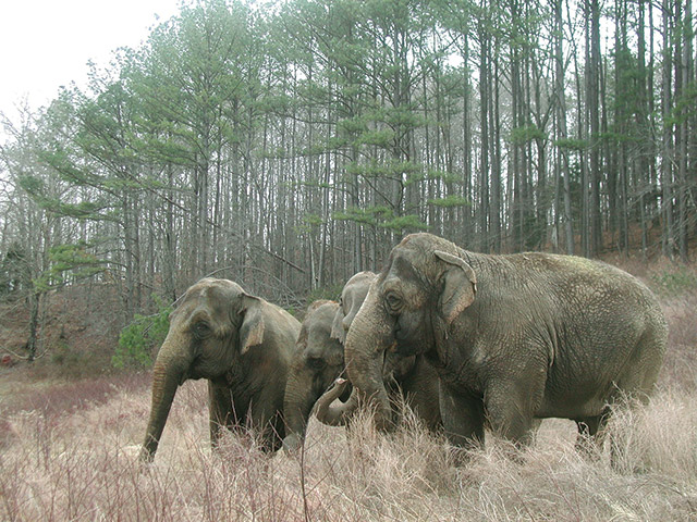 Debbie, Ronnie, Lottie, Minnie, 2006