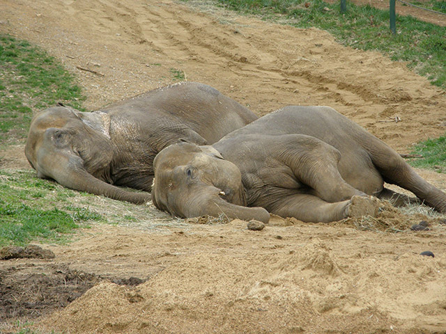 Liz and Frieda napping together.