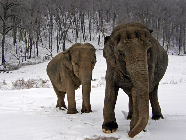 Lottie and Minnie in the snow, 2010