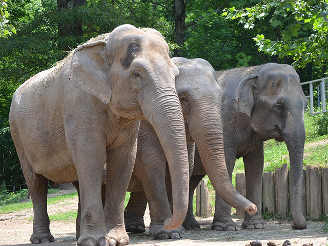 Frieda, Billie, Liz, 2013