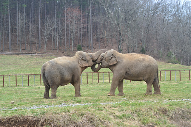 Ronnie and Minnie, 2013