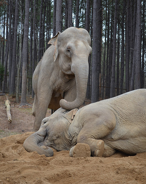 Shirley and Misty, 2014