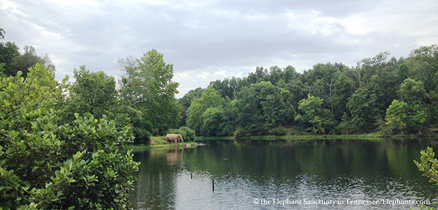 Misty at the lake, 2015