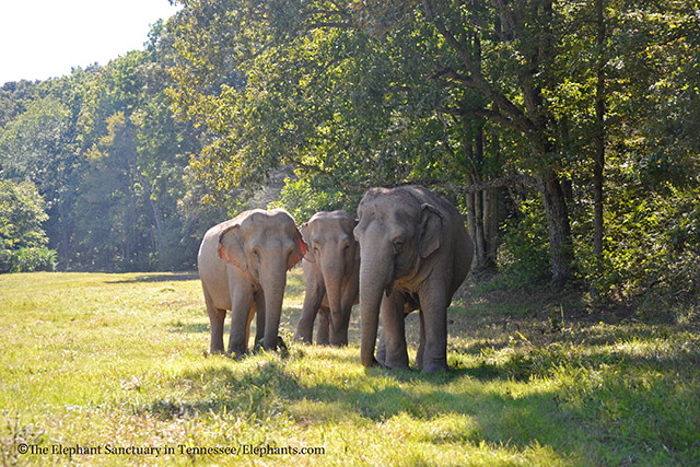 Ronnie, Debbie, Minnie, 2015