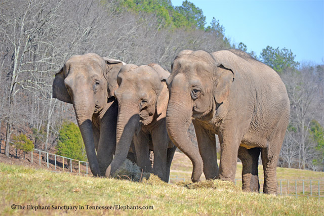 Debbie, Ronnie, Minnie, 2016