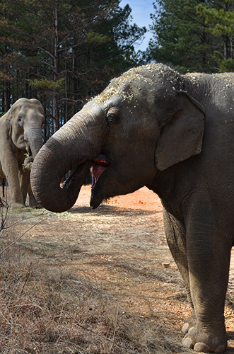 Tarra, seeing Shirley coming for her birthday popsicle.