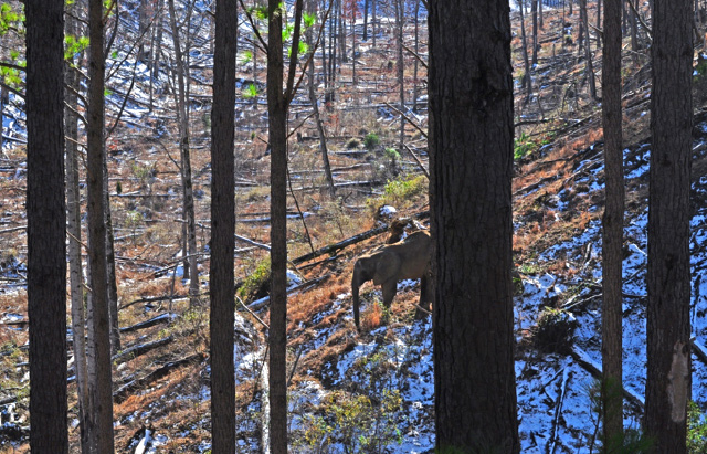 Flora made her way into the habitat when the sun came out.