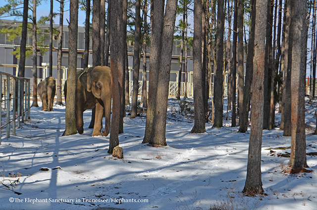 Sissy (front) and Winkie left the barn and walked out to the South Yard area.