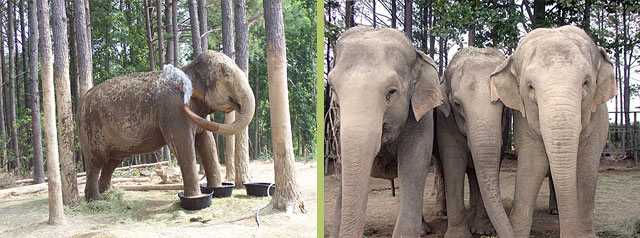 Delhi enjoys a foot soak; Delhi, Winkie, Misty