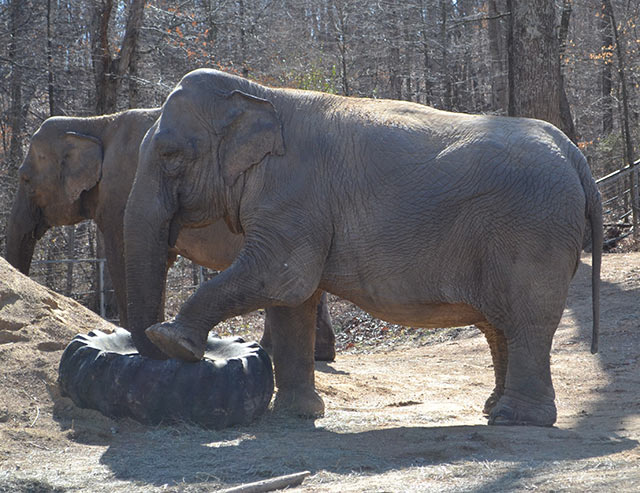 Billie checks out tire while Frieda watches