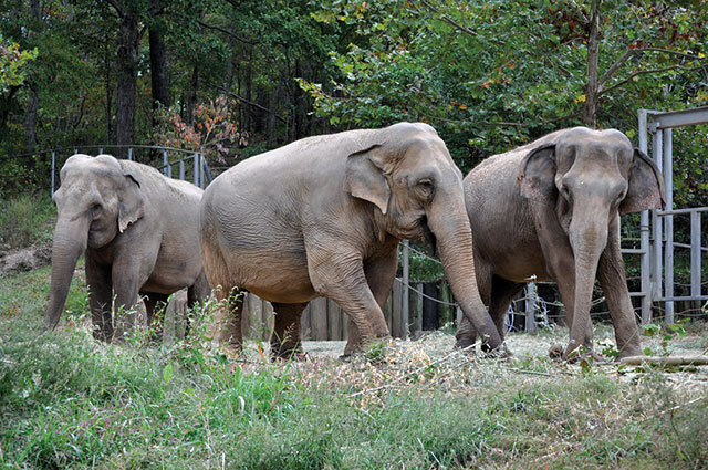 Frieda, Billie, and Liz at Q Barn & Habitat