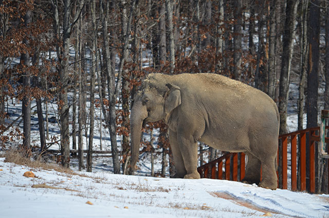 Tarra sunbathing on a snowy day.