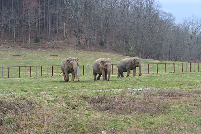 Minnie, Ronnie, and Debbie