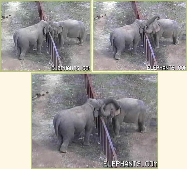 Minnie and Ronnie greet each other affectionately over the fence.