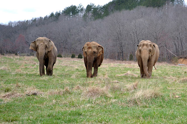 Debbie, Ronnie, & Minnie