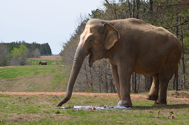 Shirley enjoying her Spring enrichment.