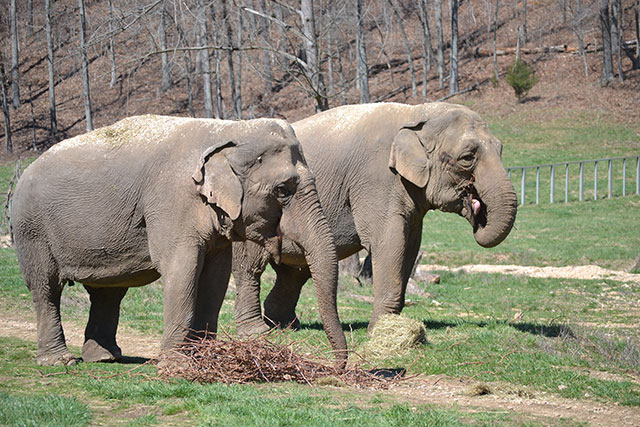 Ronnie and Debbie enjoying a grapevine snack.